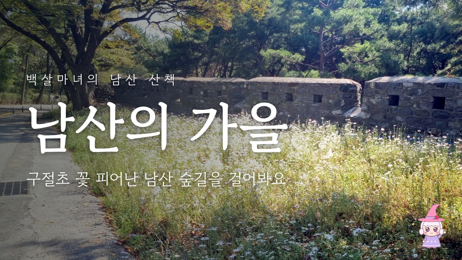 성곽 아래 구절초 꽃길과 백살마녀, 남산의 가을