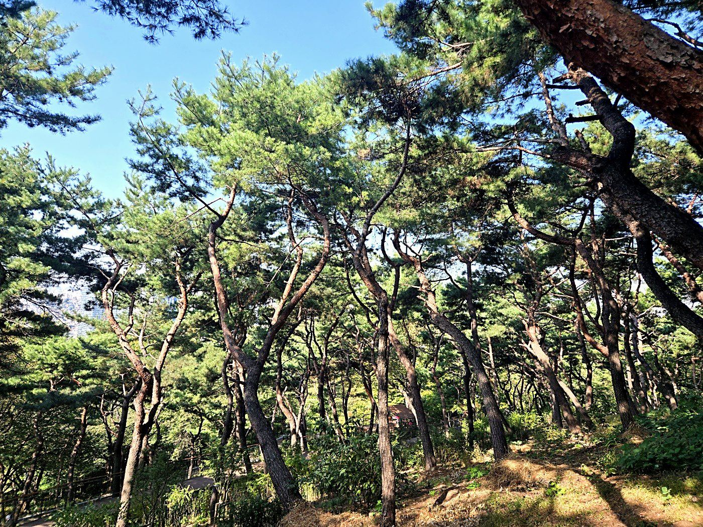 못난이 소나무 숲