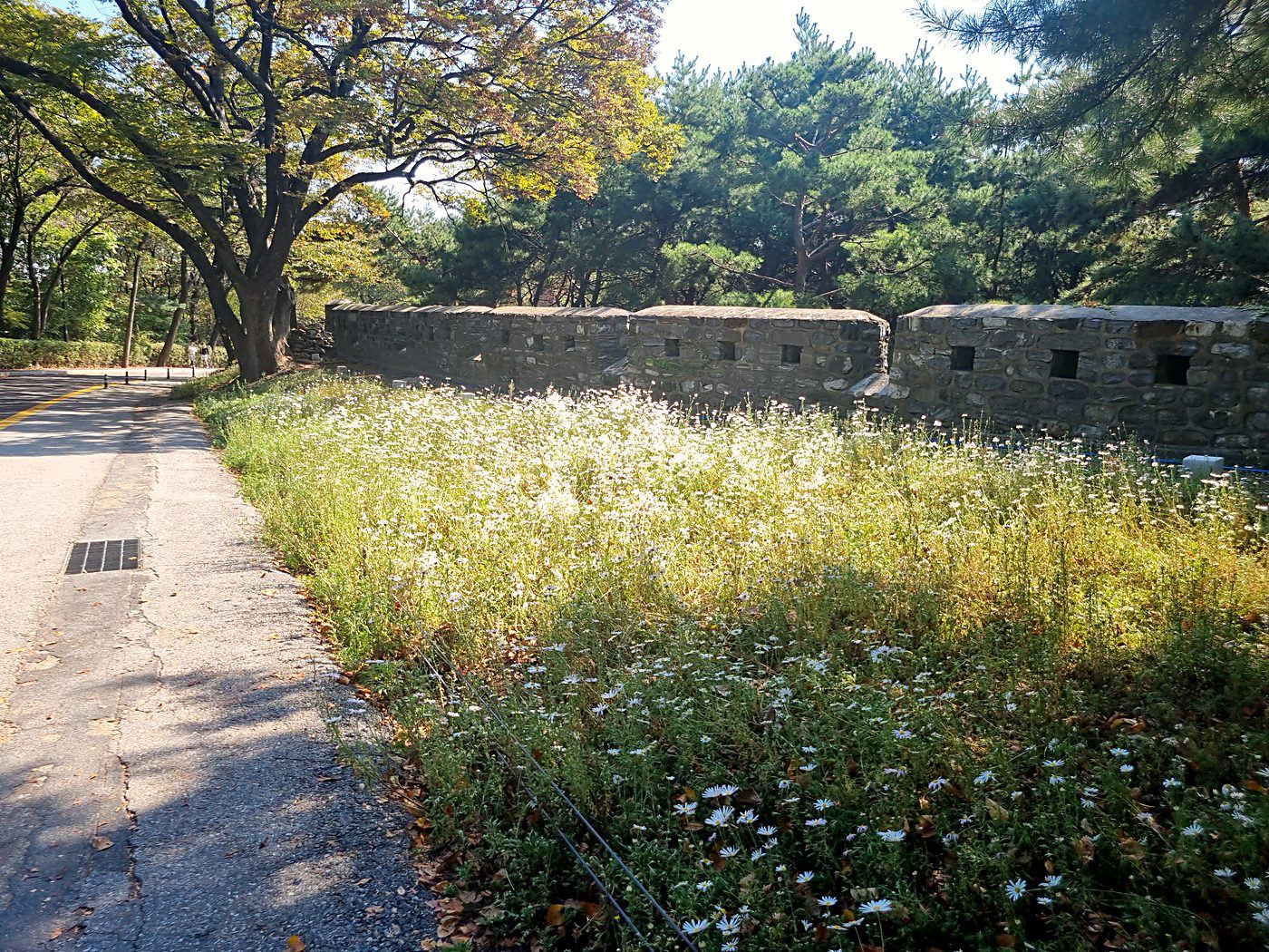 성곽 아래 구절초 밭
